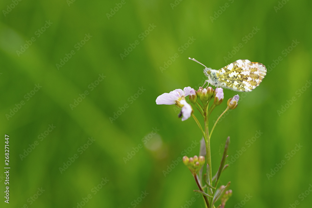 Aurorafalter (Anthocharis cardamines) Aurorafalter (Anthocharis cardamines)