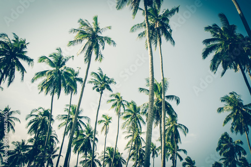 Coconut palm trees in sunset light. Vintage background. Retro toned poster.