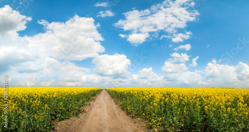 flowers of oil in rapeseed field  blue cloudy sky and rural road.natural summer background