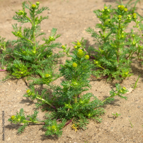 Matricaria discoidea blooms in the meadow on a summer day