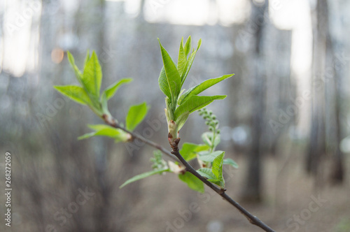 blossoming green buds of trees. Green leaves on branches in spring.