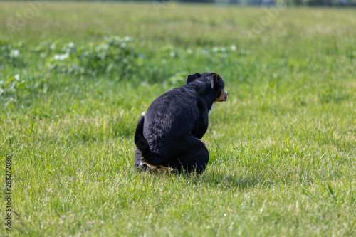 The black dog pooing on greensward, Appenzeller Mountain Dog.