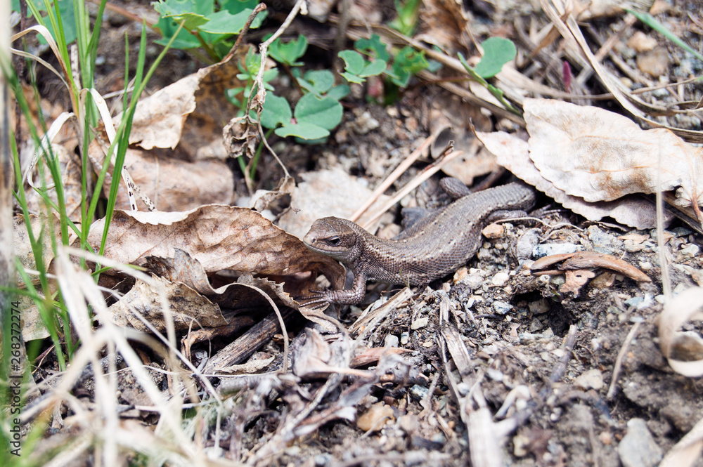 Fototapeta premium lizard sitting in the grass and basking in the sun