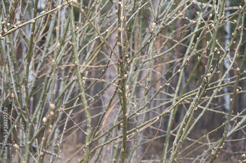 blossoming green buds of trees. Green leaves on branches in spring. © Jackie