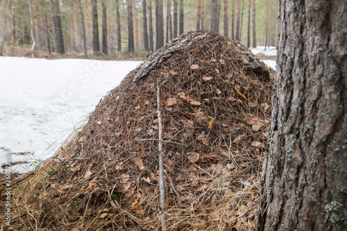 Ant hill in a pine forest in early spring