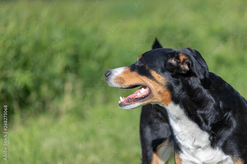 Appenzeller Mountain Dog, portrait of a dog close-up.