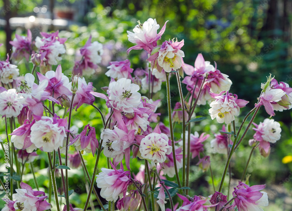 Obraz premium aquilegia in garden