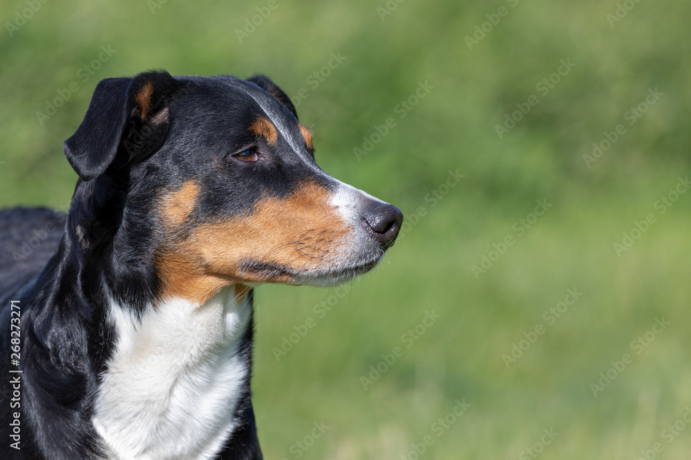Appenzeller Mountain Dog, portrait of a dog close-up. Appenzeller Mountain Dog, portrait of a dog close-up.