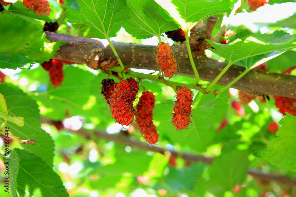 Selective focus black and red mulberries on the branch tree. Red purple mulberries on tree. Fresh mulberry for Healthy Food. Selective focus black and red mulberries on the branch tree. Red purple mulberries on tree. Fresh mulberry for Healthy Food.