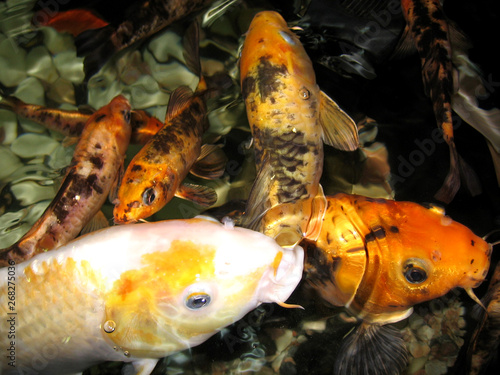 Beautiful Golden fish splashing in the water large carp in a river aquarium looking for food in the rocks