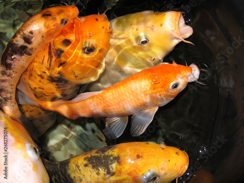 Beautiful gold sea fish swims in the aquarium vivid underwater world of the coral reef