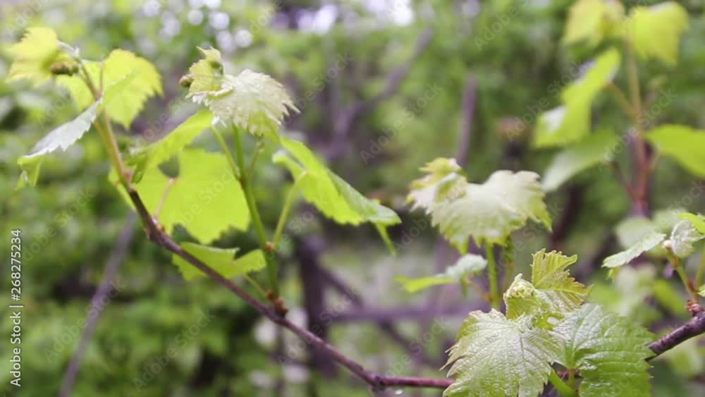 Grape leaves through the bright summer sun. Sunlight flashes into the camera. Ripening grapes in spring Grape leaves through the bright summer sun. Sunlight flashes into the camera. Ripening grapes in spring