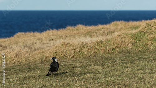 Ein schwarzer Vogel auf einem Stück Rasen mit dem Meer im Hintergrund