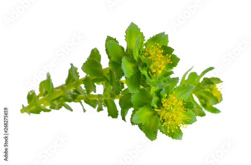 Rhodiola rosea or golden root, rose root, roseroot, Aaron's rod, Arctic root, king's crown, lignum rhodium, orpin rose photo