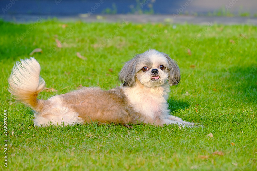 Side view front straight face young Shih Tzu dog lying down on the fresh green grass field Side view front straight face young Shih Tzu dog lying down on the fresh green grass field