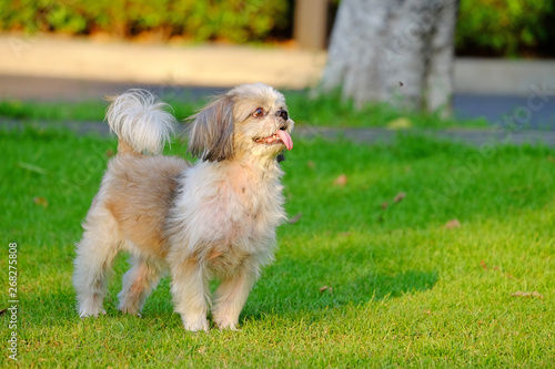 Young Shih Tzu dog, long tongue, standing and waiting for commands from owner, on fresh green grass field