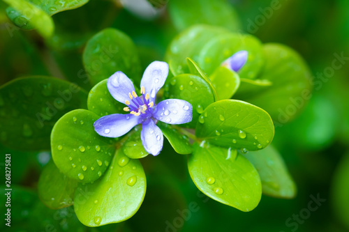 Purple flowers. Kaeo chao chom, Lignum vitaeTree photo