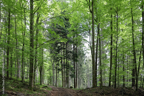 Grüner Wald © Klaus Eppele
