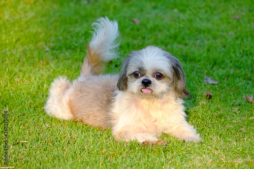 Young Shih Tzu dog lying down on the fresh green grass field
