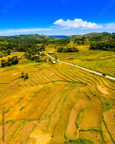 Beautiful golden rice fields ready for harvest on the island of Bohol, Philippines.