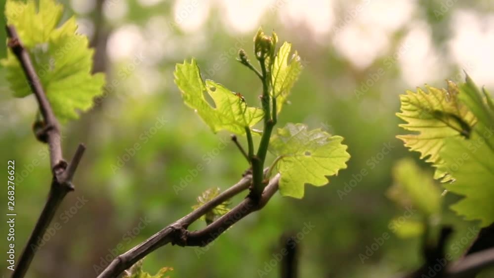 Grape leaves through the bright summer sun. Sunlight flashes into the camera. Ripening grapes in spring Grape leaves through the bright summer sun. Sunlight flashes into the camera. Ripening grapes in spring