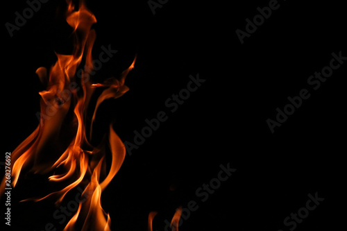 Big bonfire in a birch forest. High flame campfire. On a black background