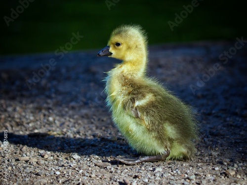 Duckling