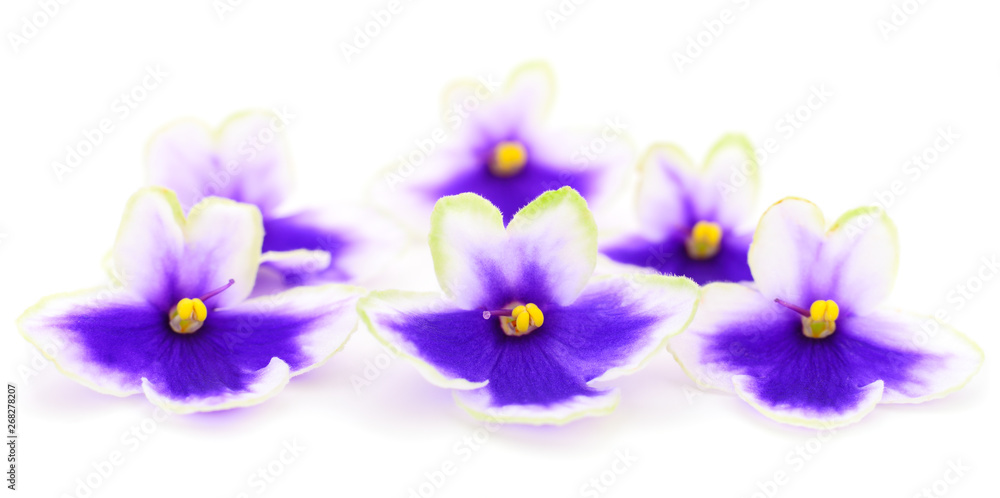 Obraz premium Violets beautiful flowers, background.