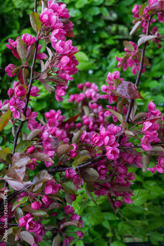Beautiful pink flowers of dark cherry plum on a branch in spring.