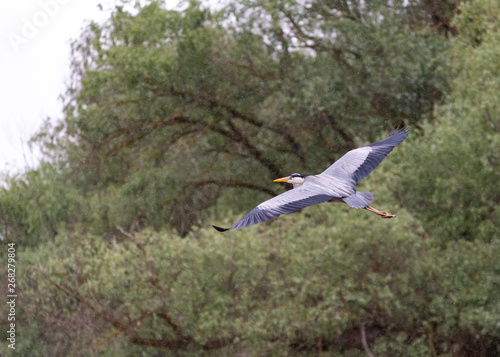 blue heron taking off