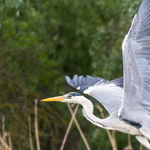 closeup blue heron