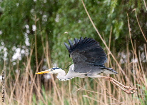 blue heron in flight
