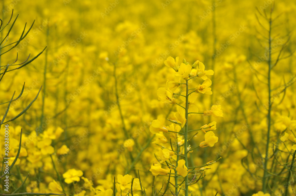yellow flowering rapeseed plant in an agricultural field yellow flowering rapeseed plant in an agricultural field
