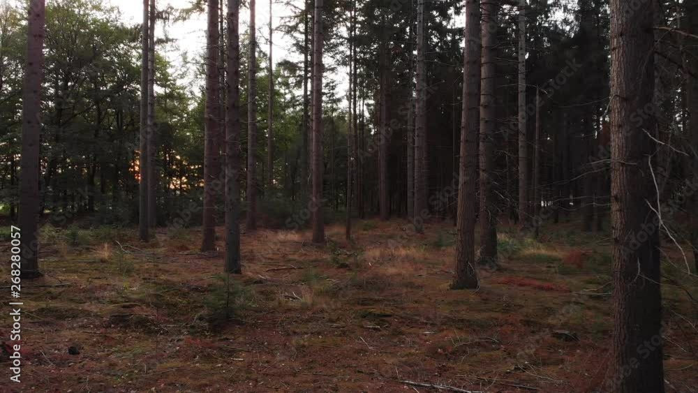 Low to the forest floor aerial forward movement in a pine forest at sunrise between the tree barks Low to the forest floor aerial forward movement in a pine forest at sunrise between the tree barks