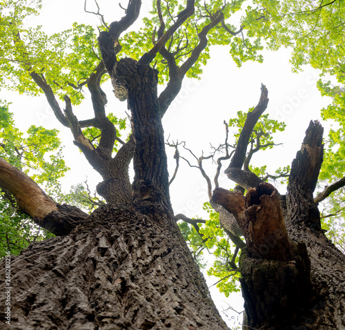 the oldest tree in letea