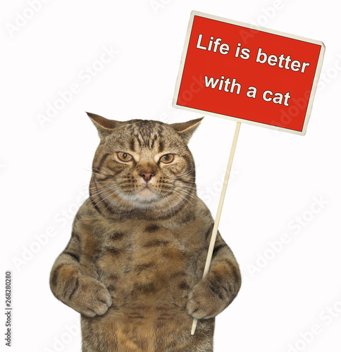 The cat is holding the poster that says life is better with a cat. White background. Isolated.
