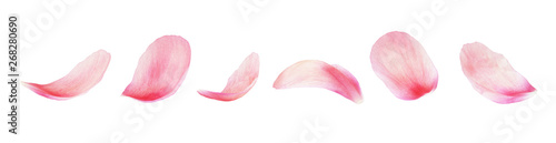 Photo Set of pink peony petals
