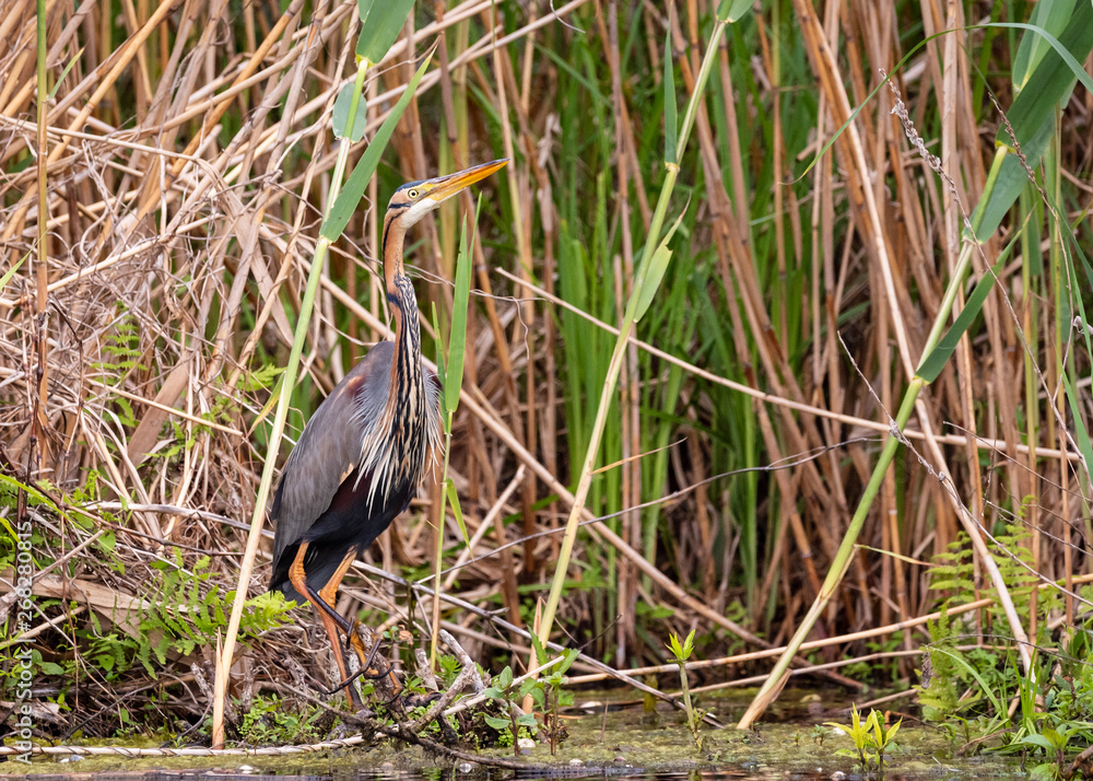Fototapeta premium yellow heron stalking