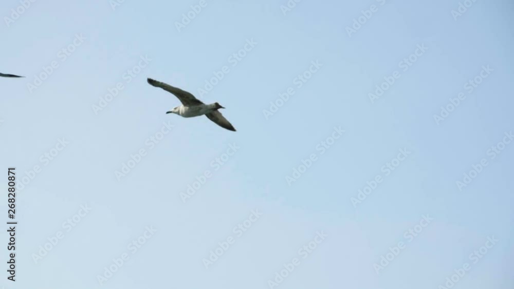 Scenic seascape. Seagull flying in blue sky on a sunny summer day at port. Slow motion. HD Scenic seascape. Seagull flying in blue sky on a sunny summer day at port. Slow motion. HD