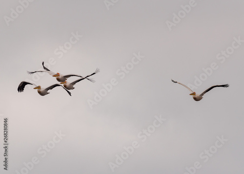 3 + 1 pelicans in flight