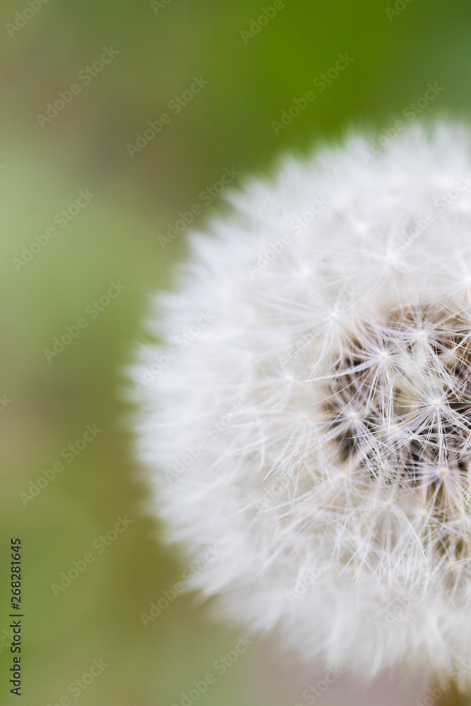 Obraz premium Dandelion flying on green background