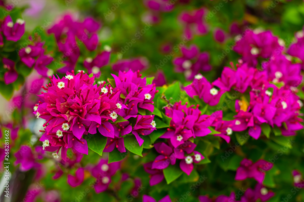 colorful blooming bougainvilleas in garden. colorful blooming bougainvilleas in garden.