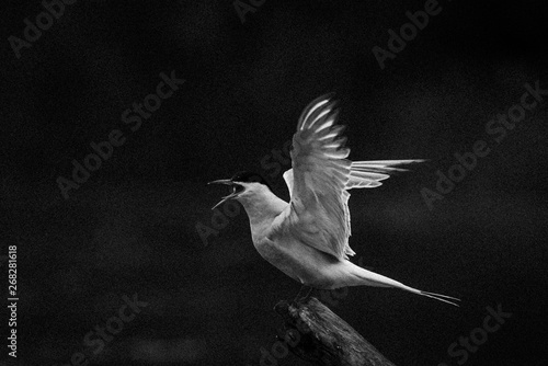 Tableau sur toile bw calling