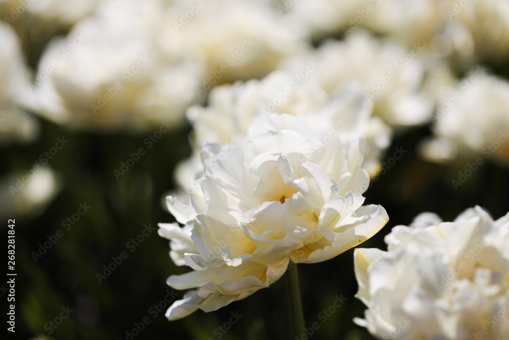 Beautiful bouquet of tulips nature background. Beautiful bouquet of tulips nature background.