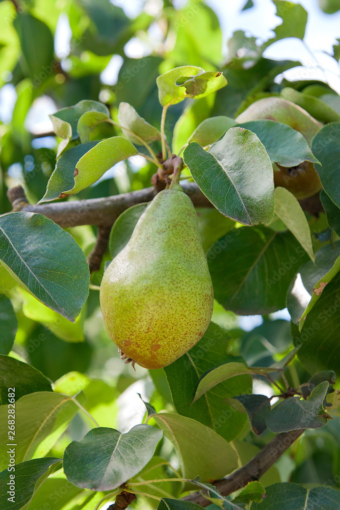 Shiny delicious pears hanging from a tree branch in the orchard.. Shiny delicious pears hanging from a tree branch in the orchard..