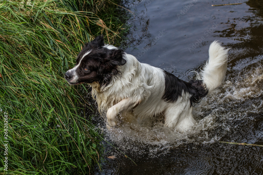 Newfoundland jumps out of a brook