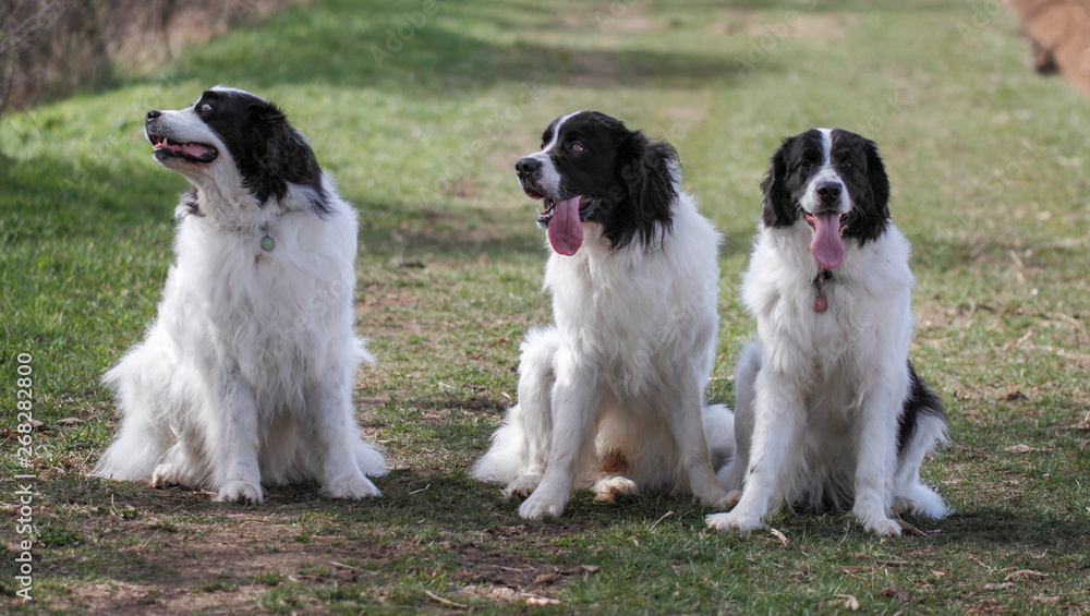 group of dogs in front of white background group of dogs in front of white background