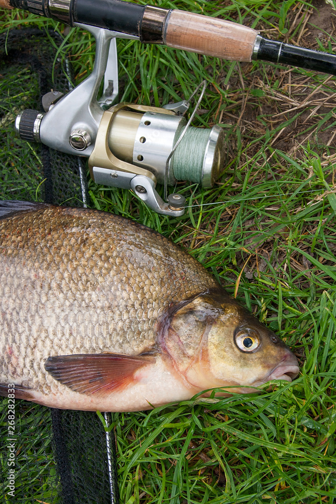 Single freshwater fish common bream and fishing rod with reel on natural background.. Single freshwater fish common bream and fishing rod with reel on natural background..