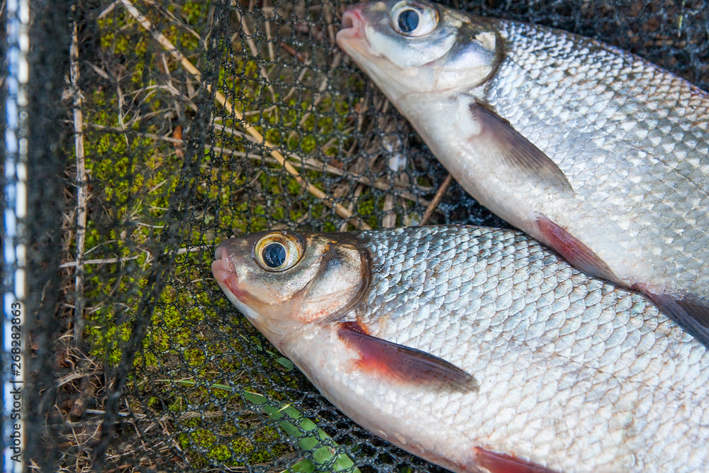 Φωτογραφία Pile of the white bream or silver fish and white-eye bream with fishing rod with reel on the natural background