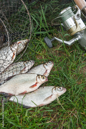 Pile of the white bream or silver fish and white-eye bream on the natural background. .